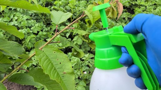 🚿 Как обработать листья черешни инсектицидом от чёрной тли ручным распылителем для сада.