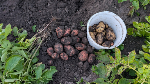 🥔 Подкапываем картошку, проверяем урожай