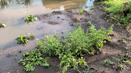 Огород ушёл под воду, затопило все грядки